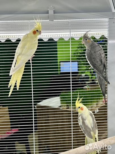Попугай корелла птенцы