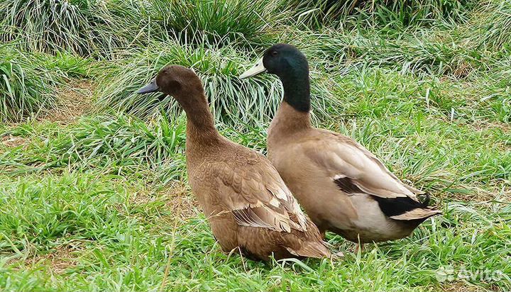 Мускусные утята