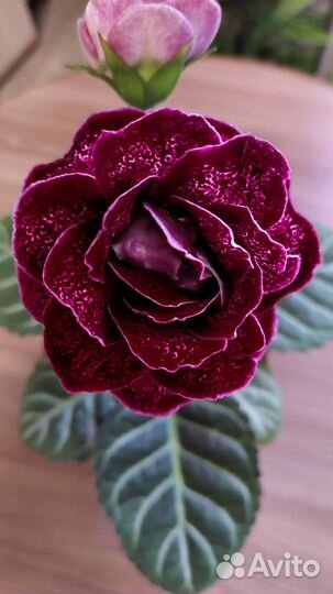 Глоксиния махровая