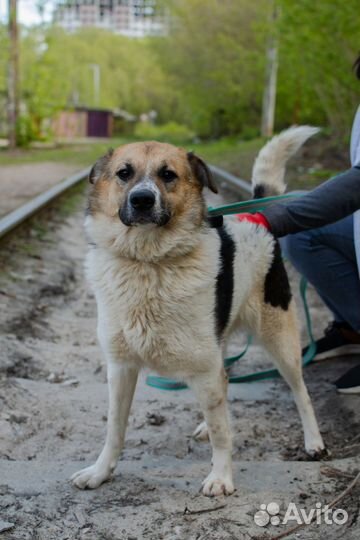 Щенок-подросток Весна в добрые руки