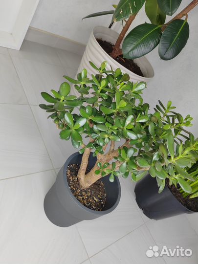 Крассула. Толстянка