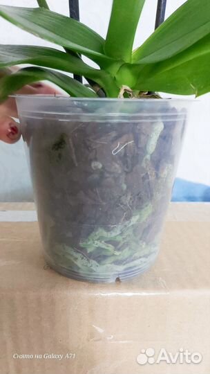 Орхидея фаленопсис Вивальди бабочка