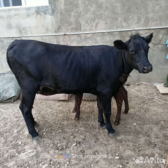 Карова Абердин Ангус