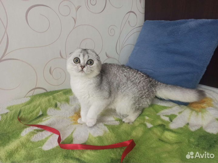 Евлампия скоттиш фолд