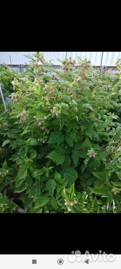 Малиновое дерево Таруса и Сказка. Маросейка