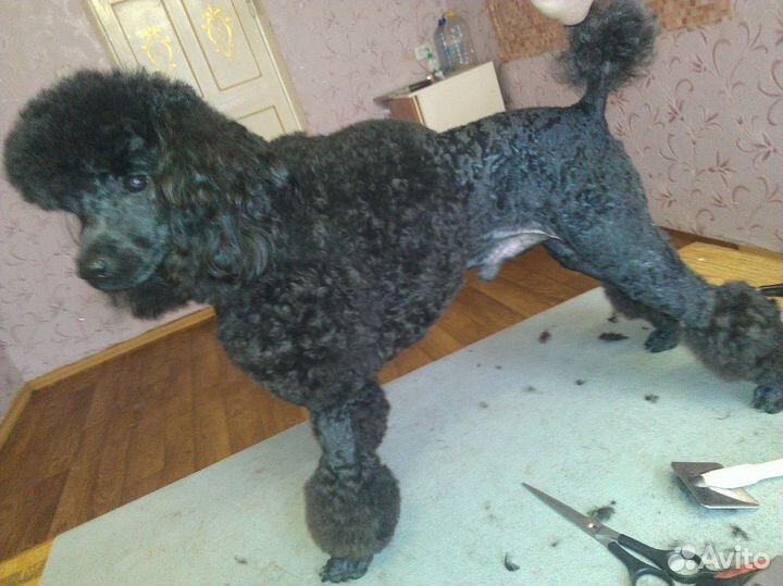 Стрижка животных