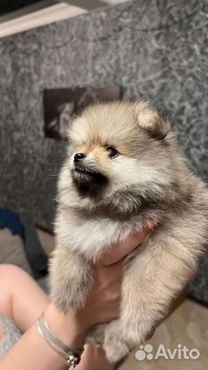 Померанский шпиц