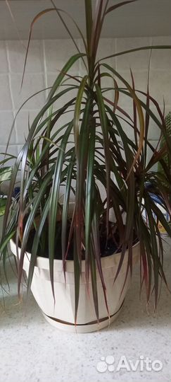 Комнатные растения цветы