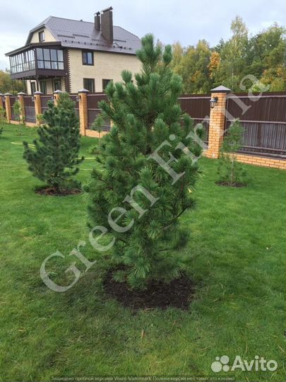 Кедр сибирский, саженцы 2 м