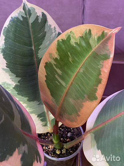 Фикус эластика Белис (укорененная верхушка)