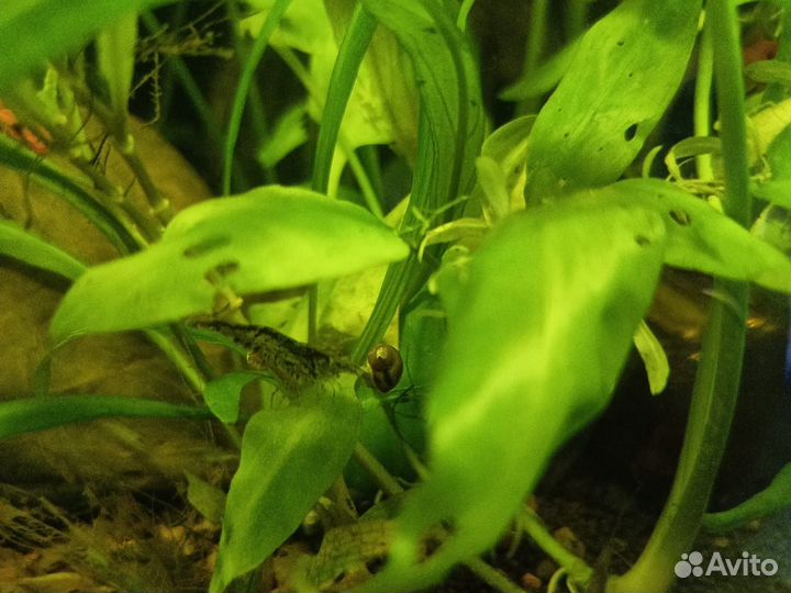 Аквариумные рыбки