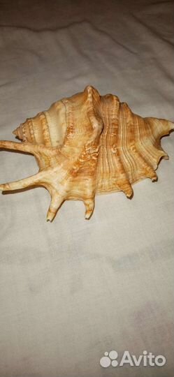 Ракушка для интерьера