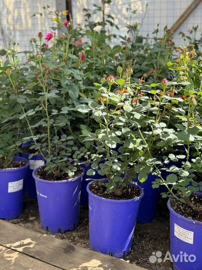 Саженцы роз оптом с закрытой корневой системой