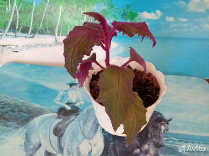 Отростки Гинуры