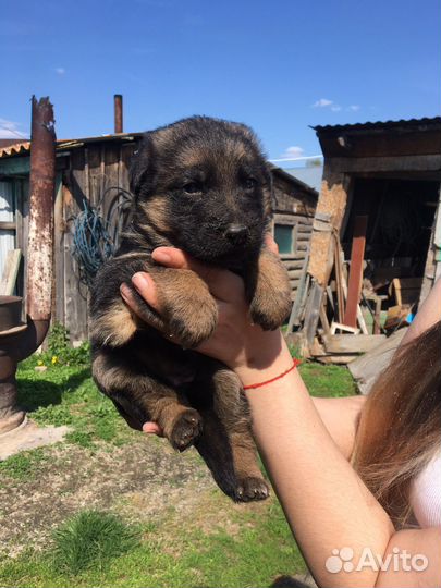 Щенки немецкой овчарки