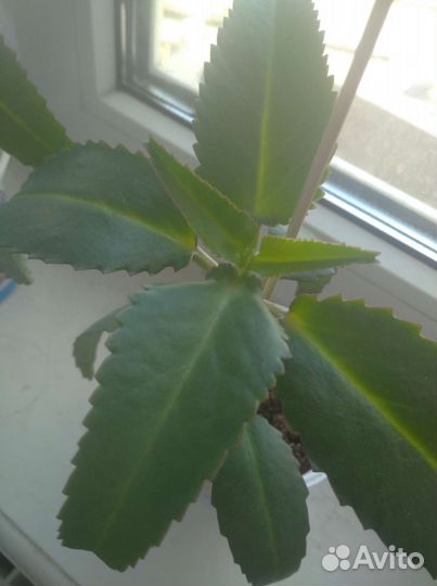 Каланхоэ лечебное