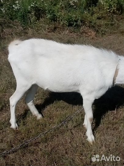 Коза молодая, на мясо