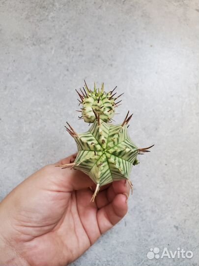 Эуфорбии, тилекодоны, гастерия, ленофилум