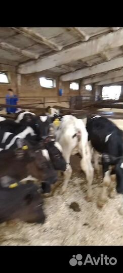 Телята бычки и есть тёлки