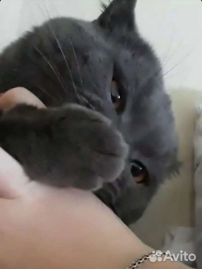 Вязка. Опытный кот, Шотландец