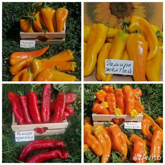 Семена сладких сортовых перцев