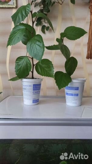 Укорененные отростки Гибискус(китайская роза)