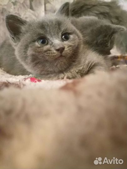 Британские котята