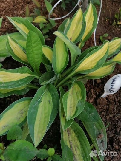 Хоста растение