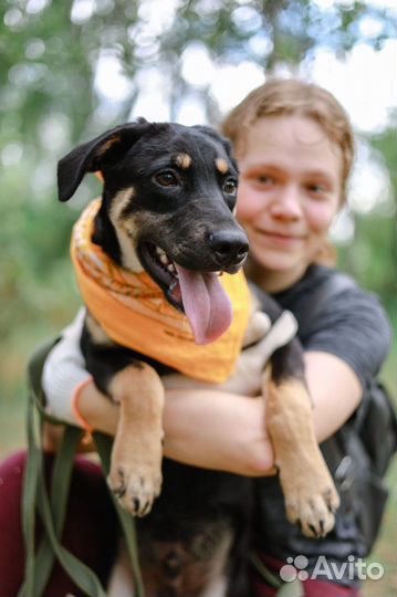 Щенок собака Бонд из приюта бесплатно
