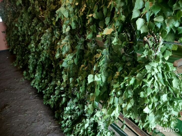 Березовые Веники для бани