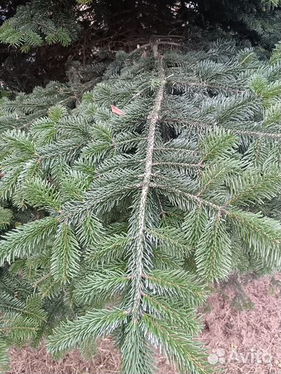 Ель новогодняя живая