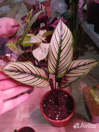 Калатея white стар