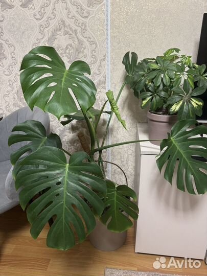 Комнатные цветы