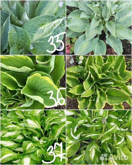 Многолетние цветы для сада 2