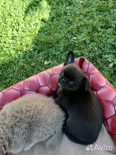 Чёрная девочка чихуахуа
