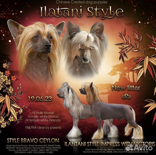 Мальчик Китайской хохлатой собаки