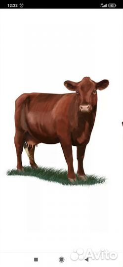 Продам телку стеленую