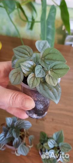 Пеперомия серебристая