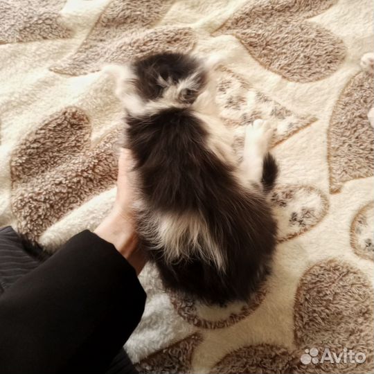 Котята бесплатно