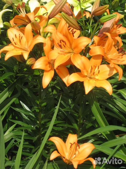 Цветы лилии