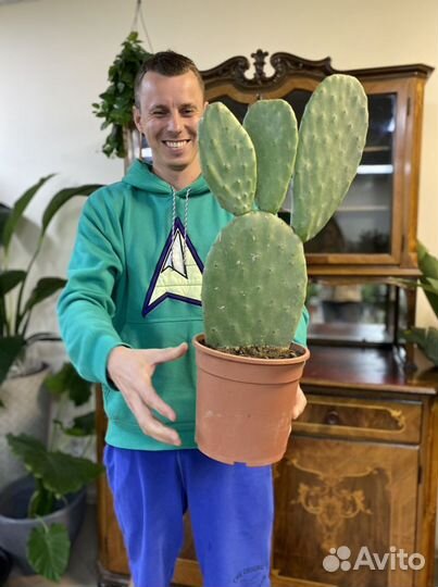 Кактус Опунция