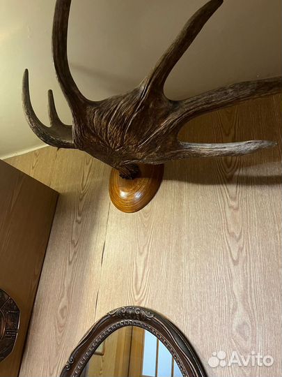 Рога лося на медальоне