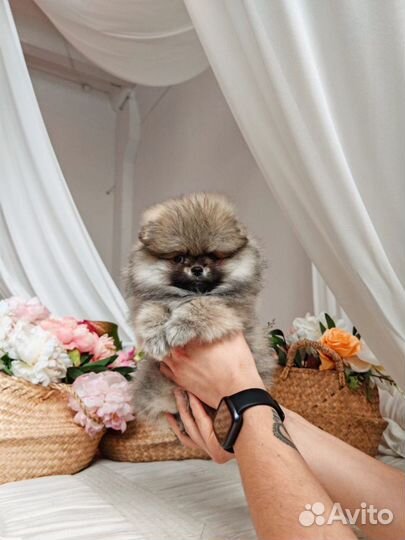 Померанский шпиц девочка медвежонок