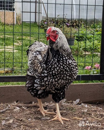 Молодой петух виандот серебро