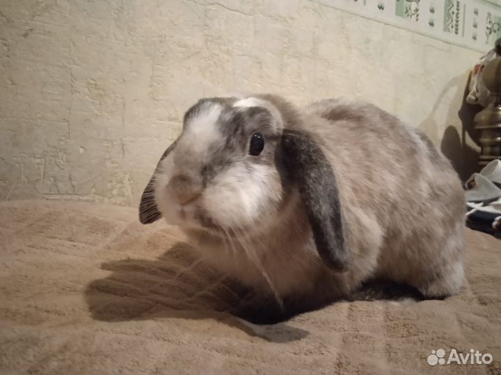 Декоративные кролики вислоухие