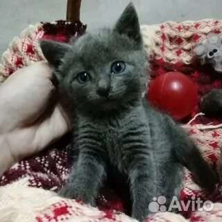 Котики британцы