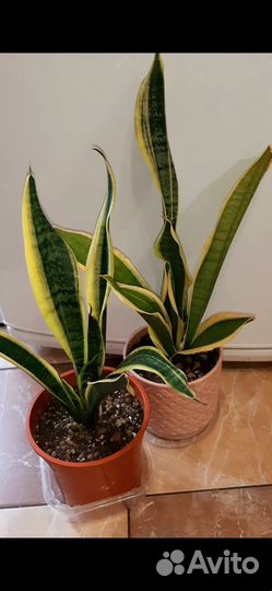 Сансевиерия 2 сорта