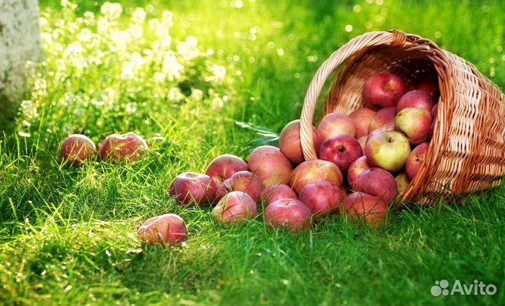 Сборщик яблок в саду