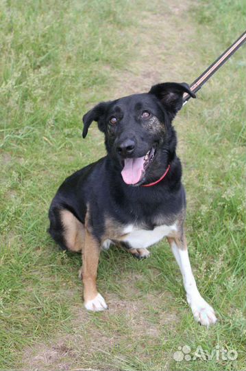 Чудесная Гера тоскует в клетке