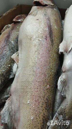 Продаю морепродукты Астрахань